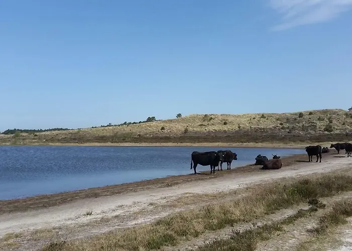 Ferienhaus Duin Bos En Zee